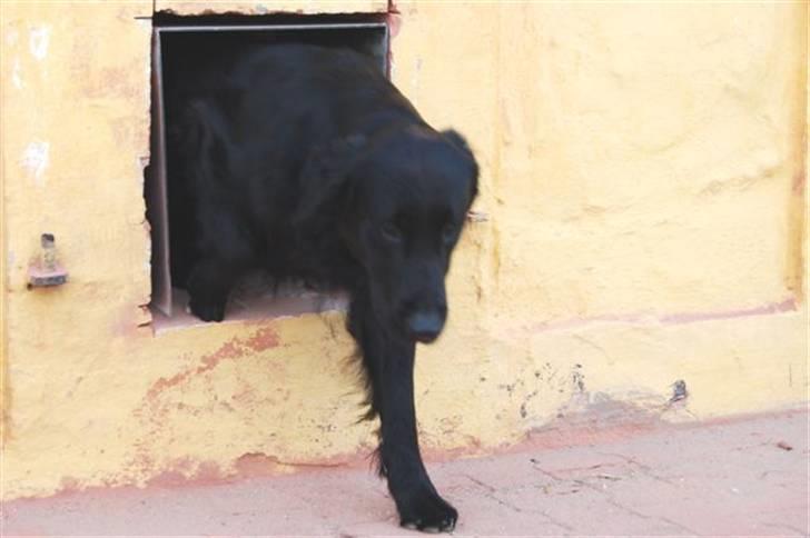 Hundebokse & løbegårde - Milo på vej ud billede 21