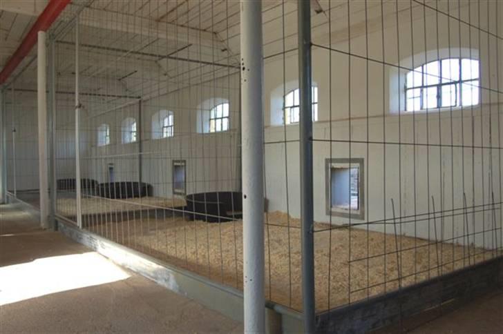 Hundebokse & løbegårde - Set fra den ene side af stalden billede 22