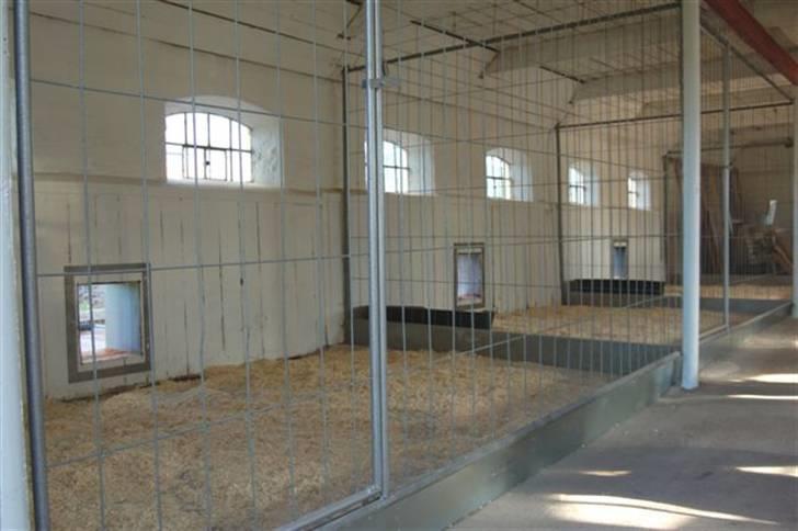 Hundebokse & løbegårde - Og fra den anden side - vi har dog valgt at skifte spånerne ud med halm, og det er hundene meget glade for. billede 23