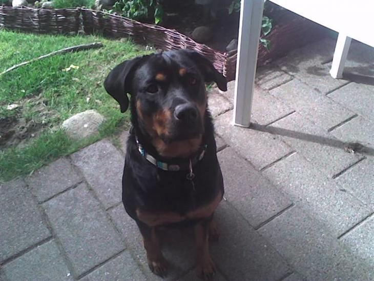 {{currentPhoto.altText}} billede {{currentPhoto.number}}