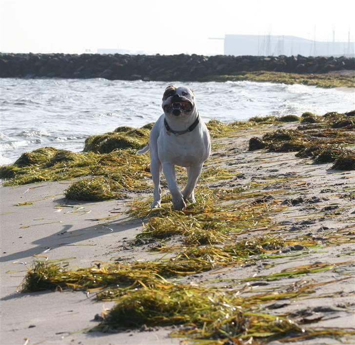 Meget Farlig Hund billede 3