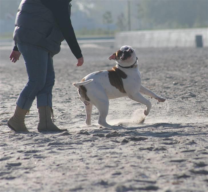 Meget Farlig Hund billede 4