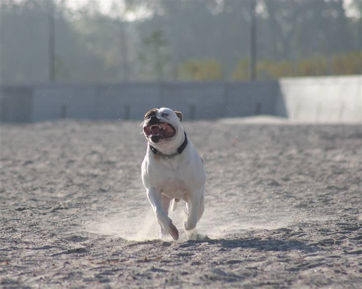 Meget Farlig Hund billede 5