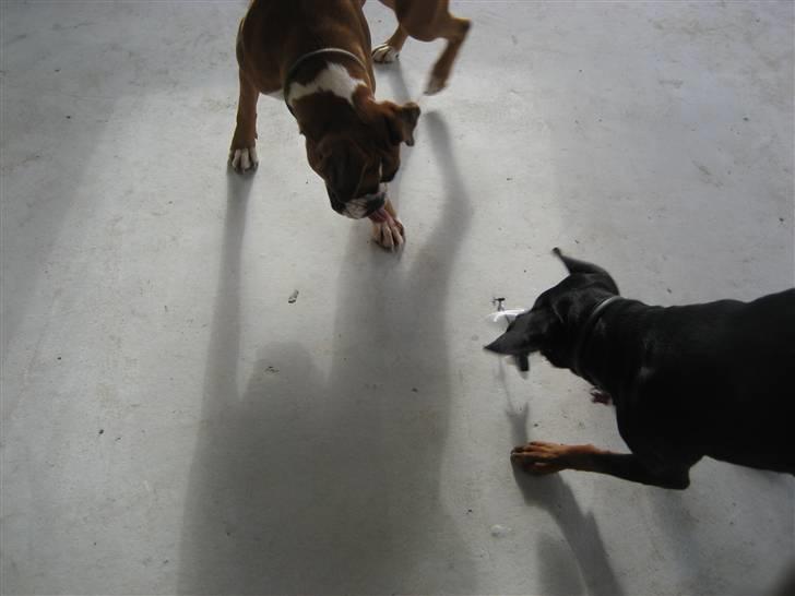 Helekopter legen billede 1