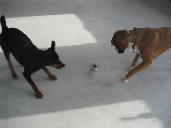 Helekopter legen billede 2