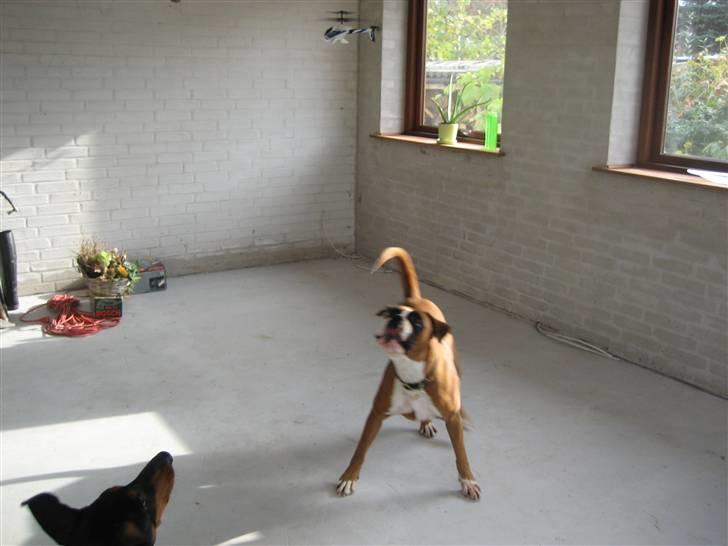 Helekopter legen billede 3