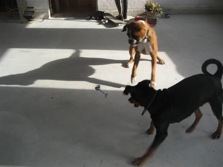 Helekopter legen billede 4