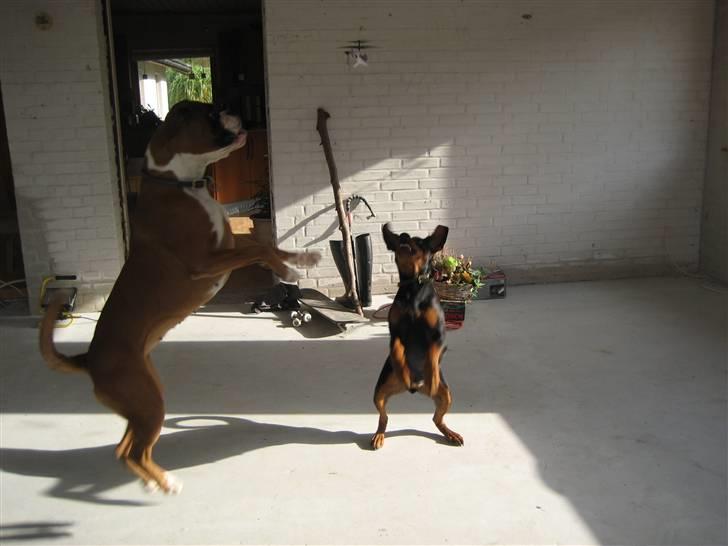 Helekopter legen billede 5