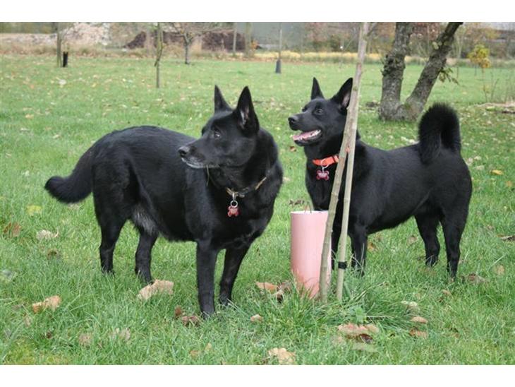 {{currentPhoto.altText}} billede {{currentPhoto.number}}