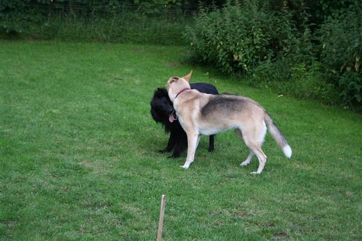 Argos og Gaia leger billede 1