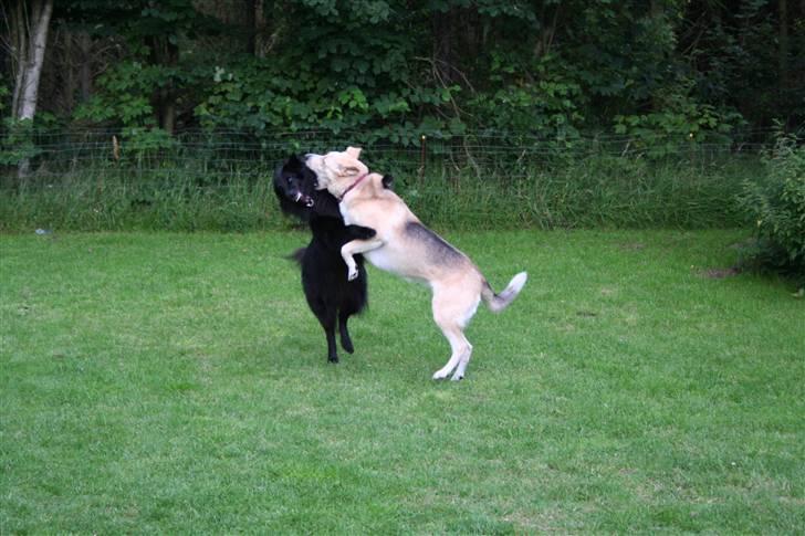 Argos og Gaia leger billede 2