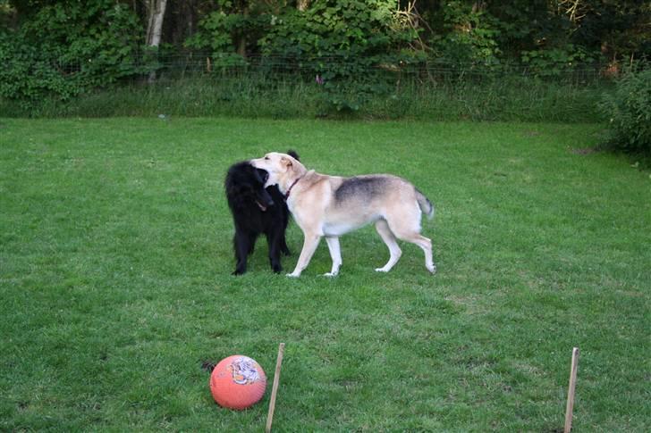 Argos og Gaia leger billede 3