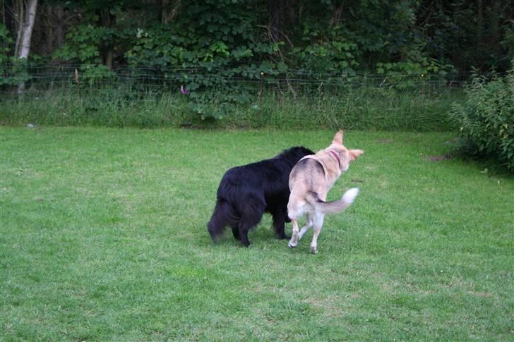 Argos og Gaia leger billede 4