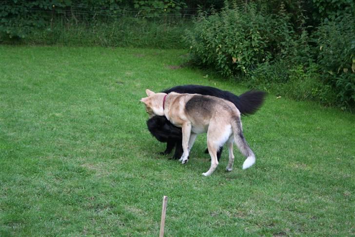 Argos og Gaia leger billede 6