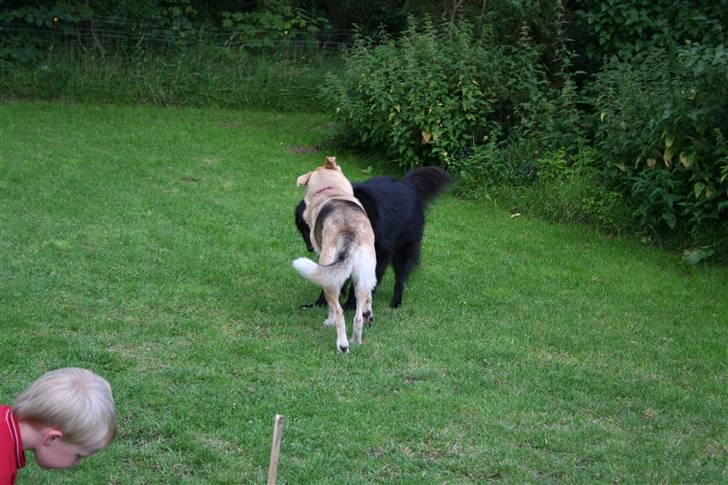 Argos og Gaia leger billede 7