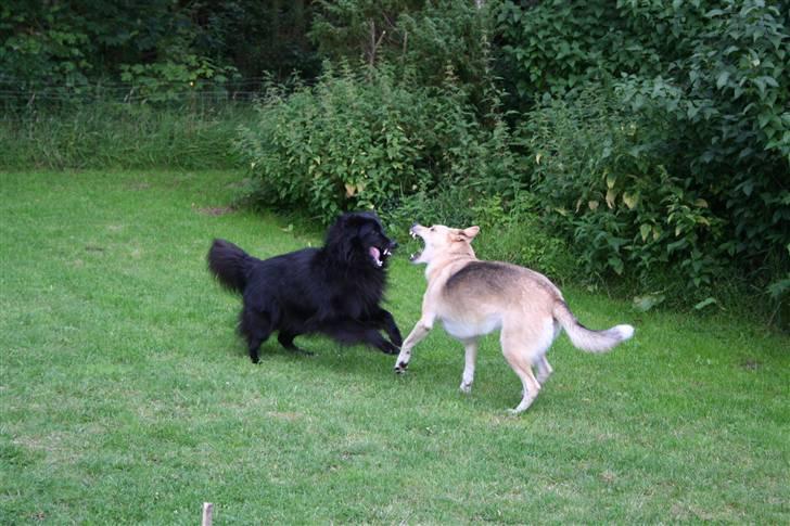 Argos og Gaia leger billede 8