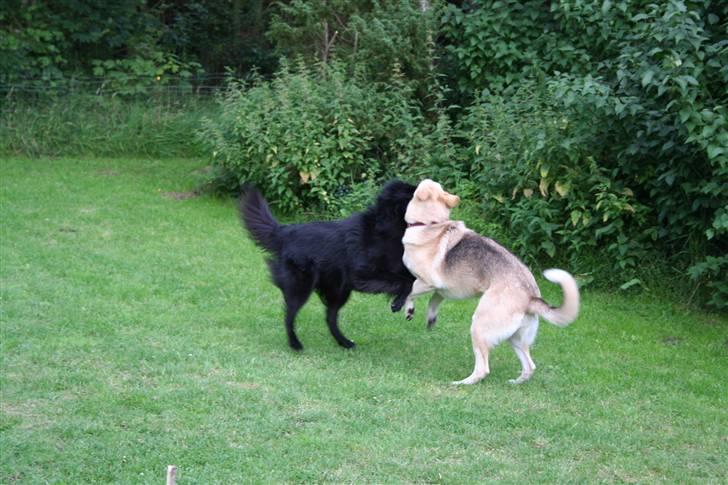 Argos og Gaia leger billede 9