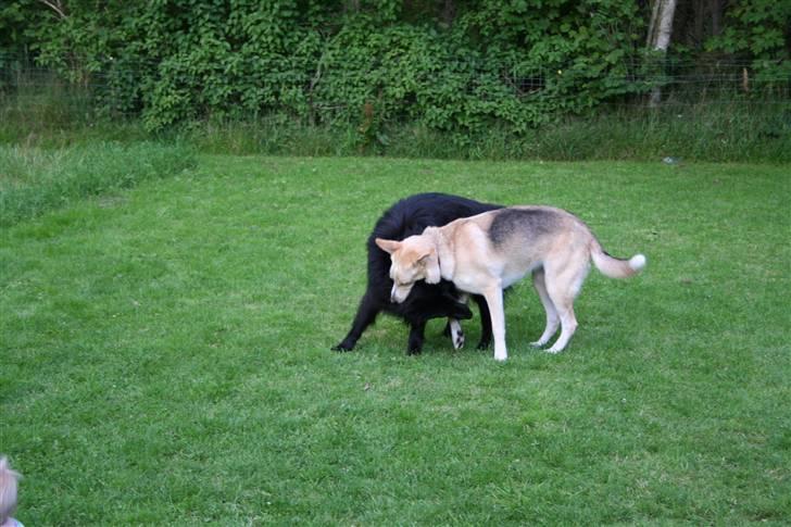 Argos og Gaia leger billede 10