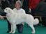 Winner show Amsterdam, Holland - Dworny z Poldery Holenderski - Jeugdwinner hanner - Athenes nevø!