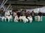 Winner show Amsterdam, Holland - Virvar af hvide hunde