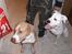 Billeder af vores hunde  - Brutalis og vores gamle hund Zina, der blev aflivet pga. sygdom
