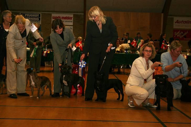 Devil og Nasty - Opdræts klasse DTK Sunds d.4/11-06. BIS 2. Odin, Lille Babe, Jessie og Devil. billede 44