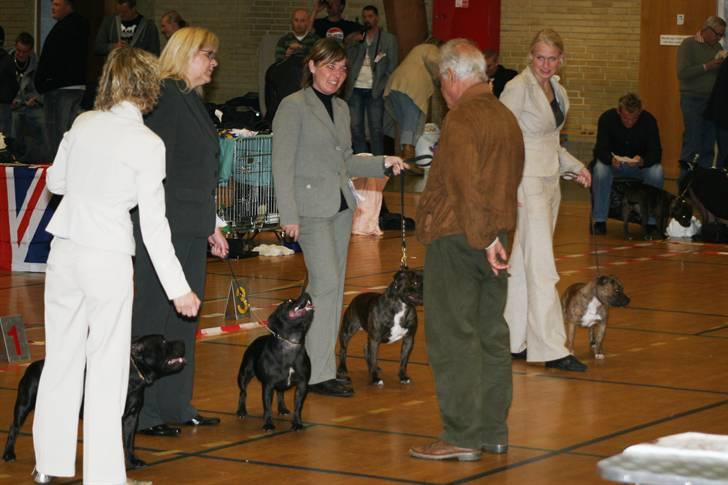 Devil og Nasty - Dommer Mr. Paolo Dondina fra Italien giver os ærespræmie i opdrætsklassen i Sunds, vi gik videre til stor ring og blev BIS 2. billede 45