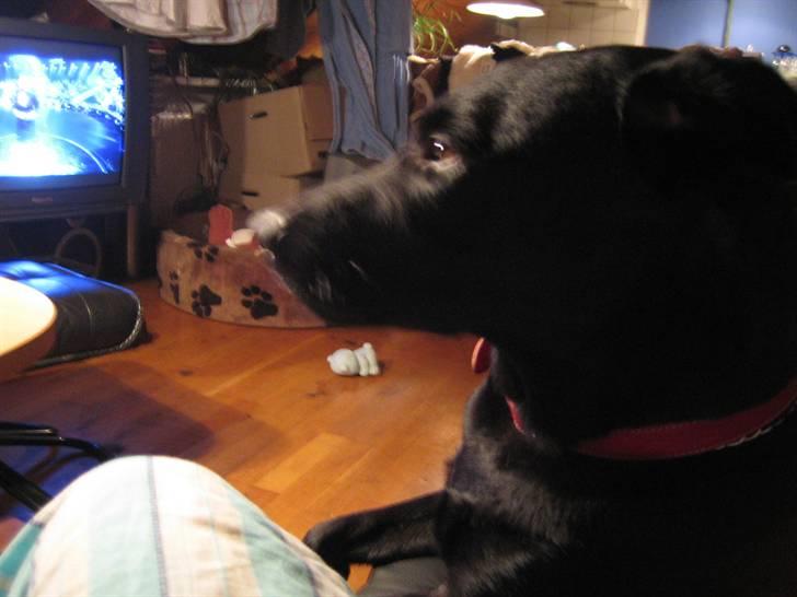 Freja - Hhmmm.... vild med dans.... hva er det???? billede 17