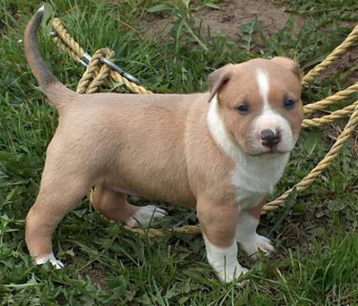 Billeder af vores hunde  - Brutalis billede 2