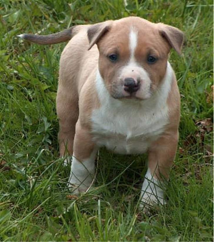 Billeder af vores hunde  - Brutalis som lille, der var han godt buttet : ) billede 3