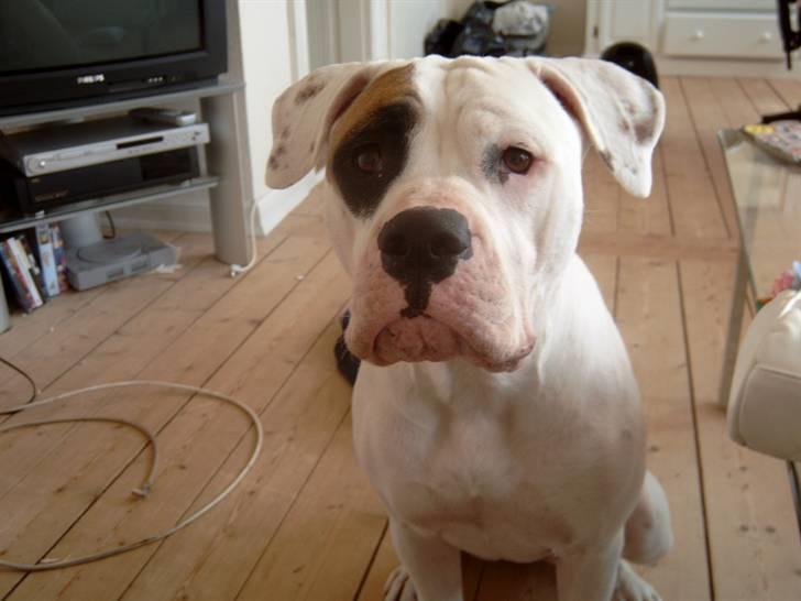Billeder af vores hunde  - Zina billede 4