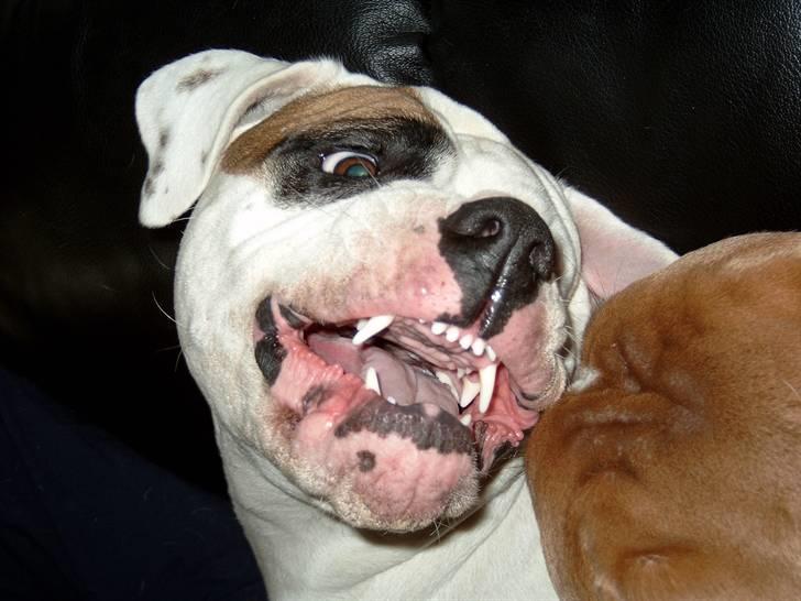 Billeder af vores hunde  - Zina når hun blev gal på Brutalis hvis han pressede sig lidt for meget på billede 5