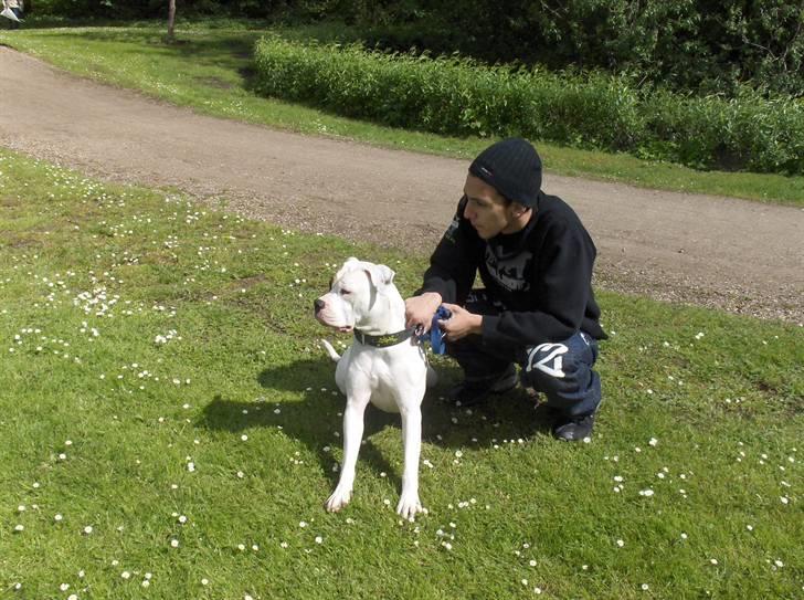 Billeder af vores hunde  - En af de sidste billeder vi fik af Zina billede 7