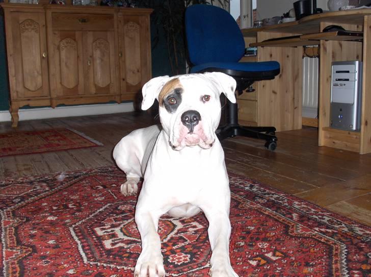 Billeder af vores hunde  - ZIna billede 8