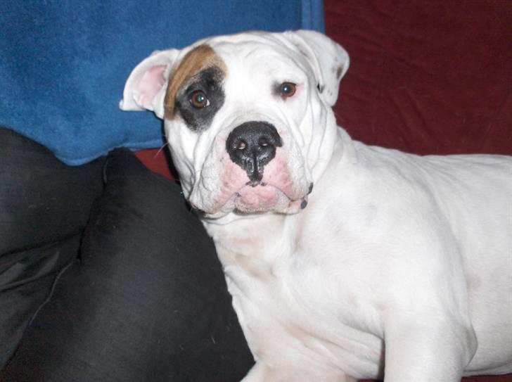 Billeder af vores hunde  billede 9