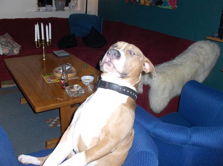 Billeder af vores hunde  - Aner ikke hvad han laver : ) billede 10