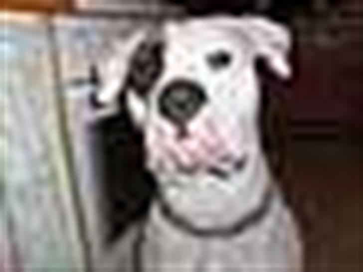 Billeder af vores hunde  billede 11