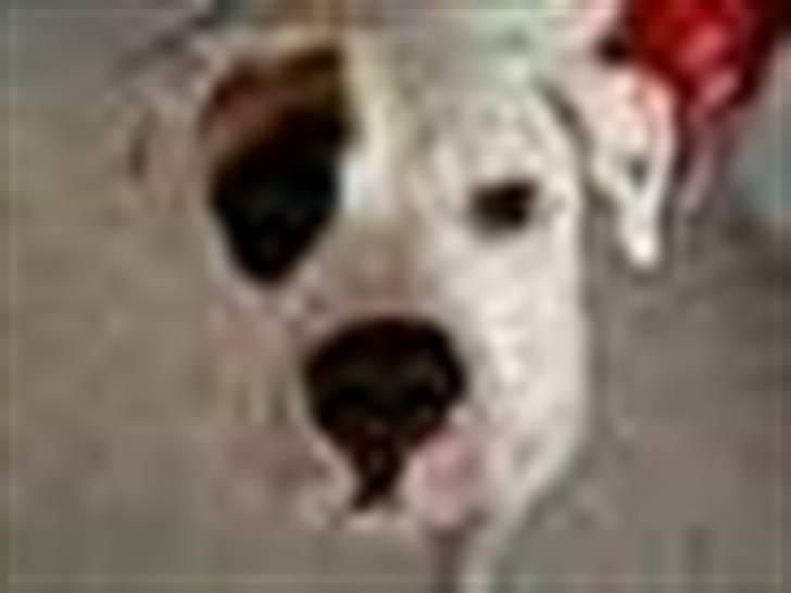 Billeder af vores hunde  billede 12