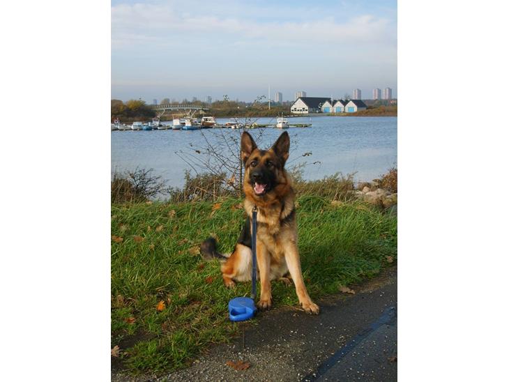 {{currentPhoto.altText}} billede {{currentPhoto.number}}