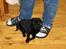 MOPS