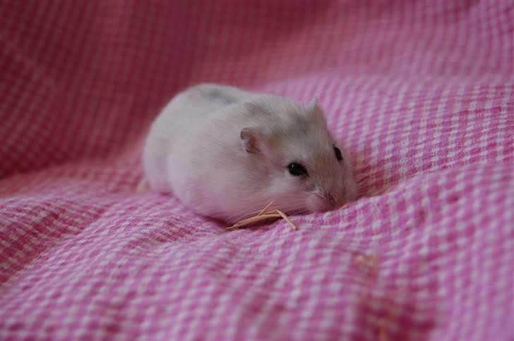Dværg hamster nulle r.i.p  billede 1