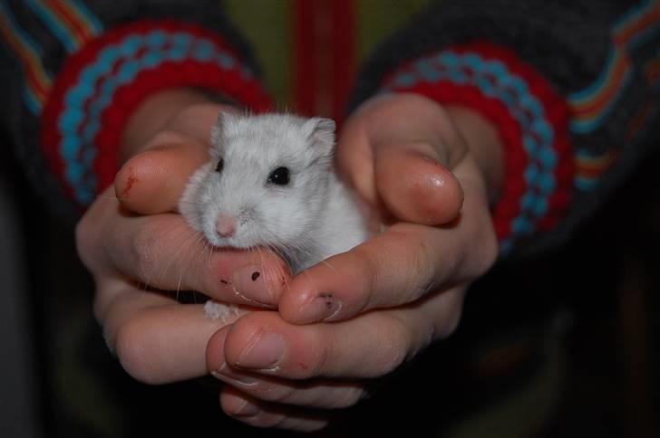 Dværg hamster nulle r.i.p  billede 2