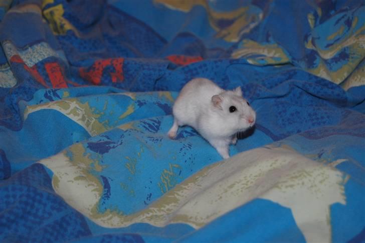 Dværg hamster nulle r.i.p  billede 3