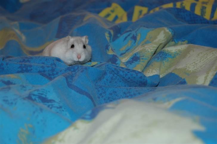 Dværg hamster nulle r.i.p  billede 4