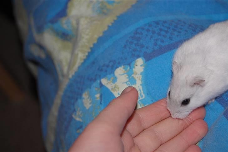 Dværg hamster nulle r.i.p  billede 5