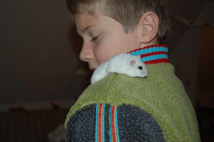 Dværg hamster nulle r.i.p  - Her kravler hun op ad min lillebror billede 6