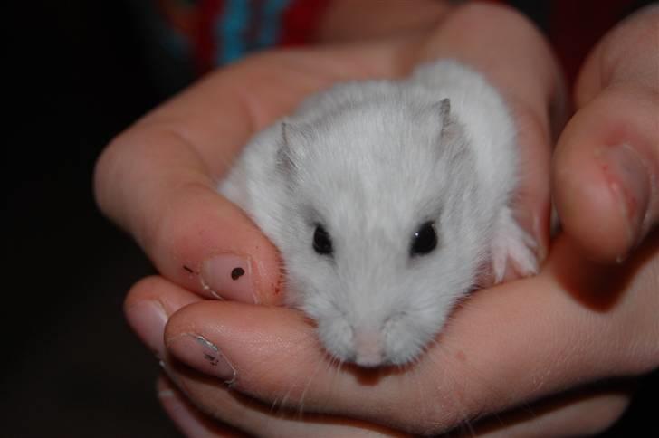 Dværg hamster nulle r.i.p  billede 7