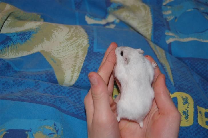 Dværg hamster nulle r.i.p  billede 8