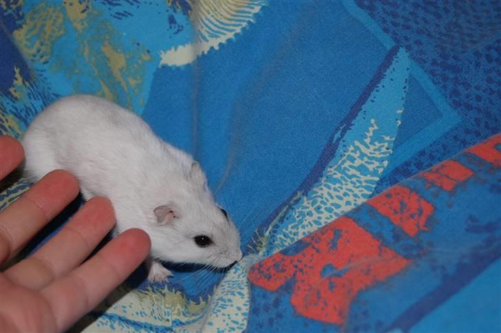 Dværg hamster nulle r.i.p  billede 9