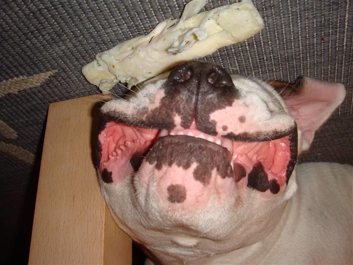 Sove / sjove billeder af Chester billede 1